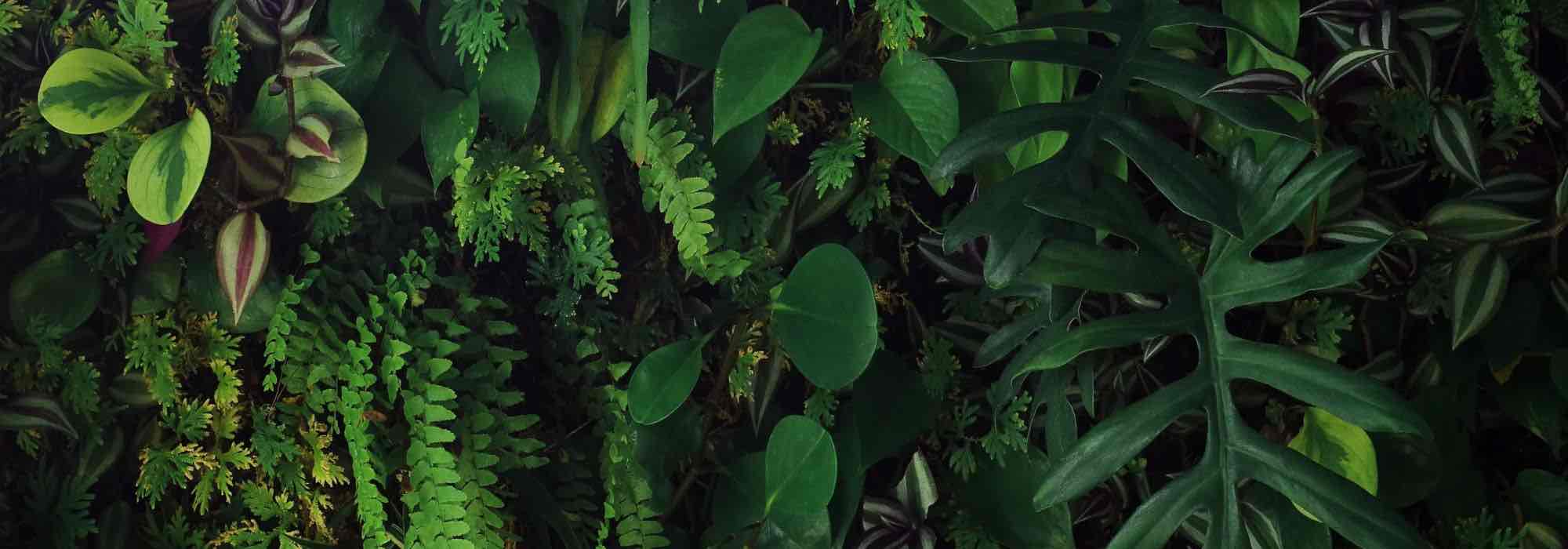 Como criar uma parede vegetal no interior?