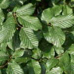 Doenças e pragas do carpa 

