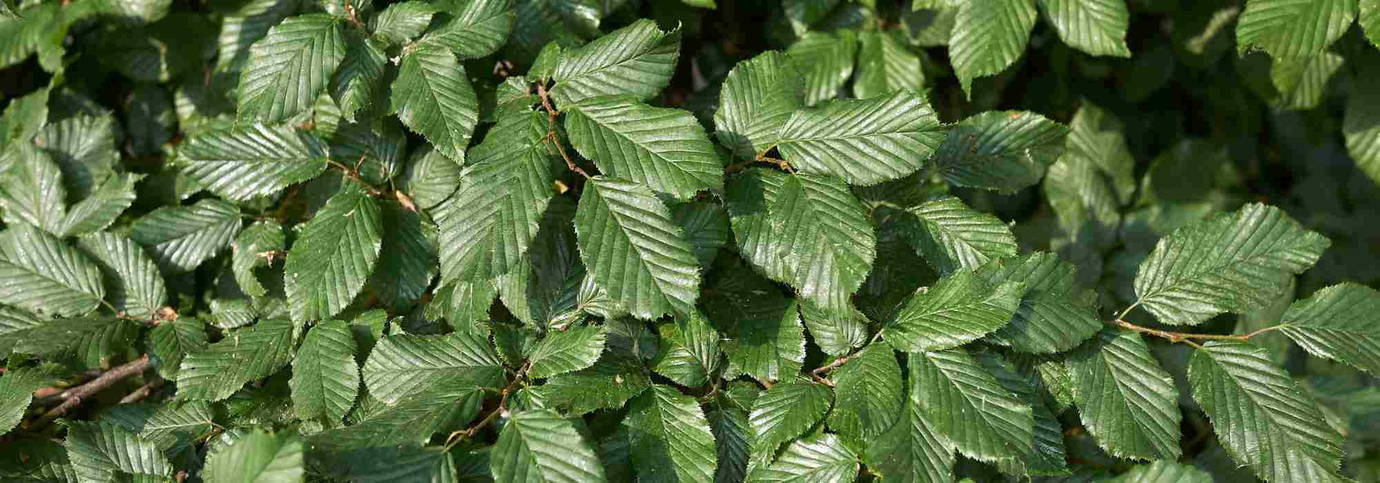 Doenças e pragas do carpa 
