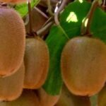 Doenças e pragas do quivizeiro