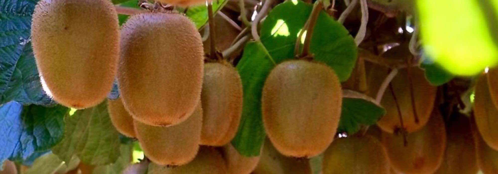 Doenças e pragas do quivizeiro