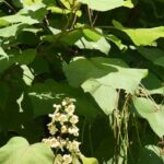 Doenças e pragas da catalpa