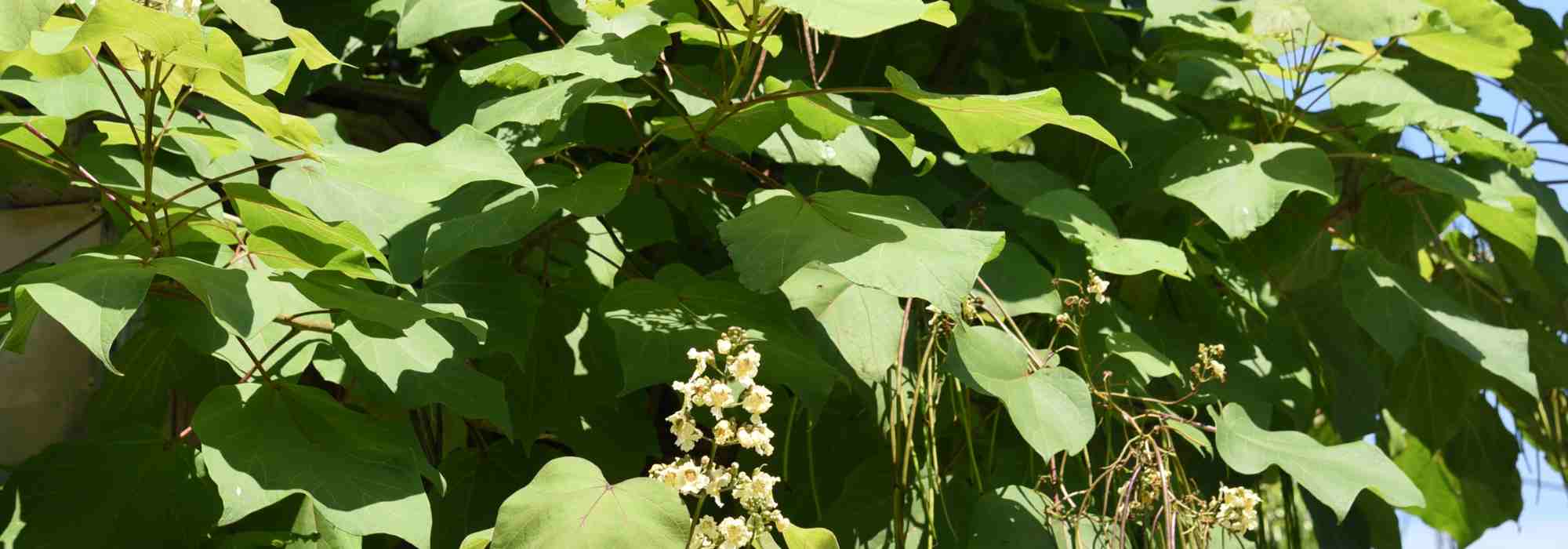Doenças e pragas da catalpa
