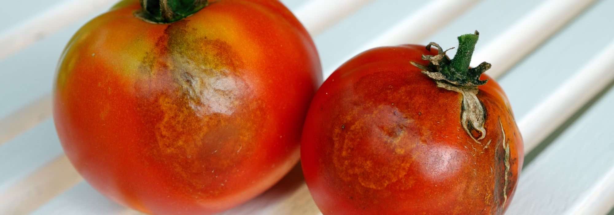 Depois do míldio, como desinfetar naturalmente a horta?