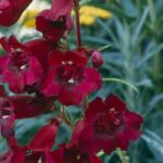 5 penstémons de flores vermelhas