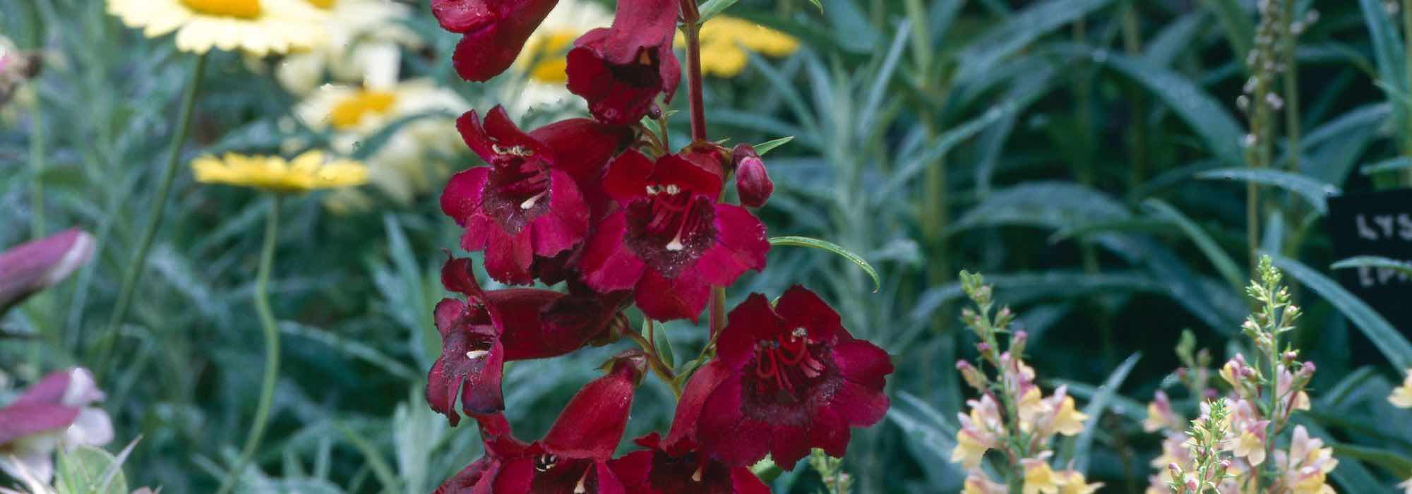 5 penstémons de flores vermelhas