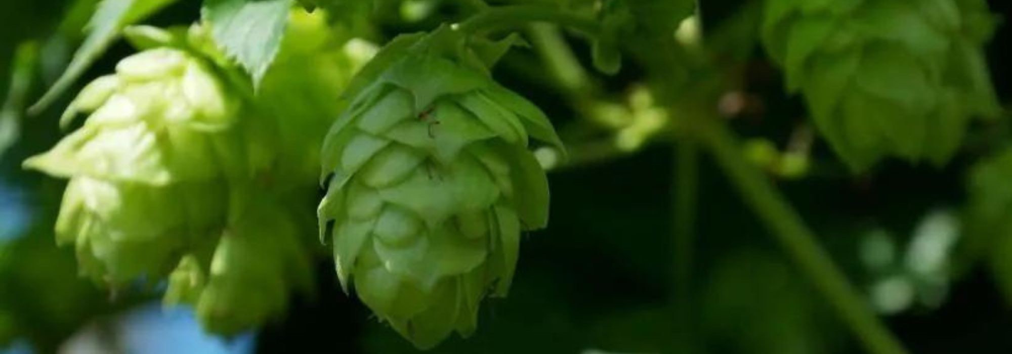 9 plantas medicinais para ajudar a adormecer
