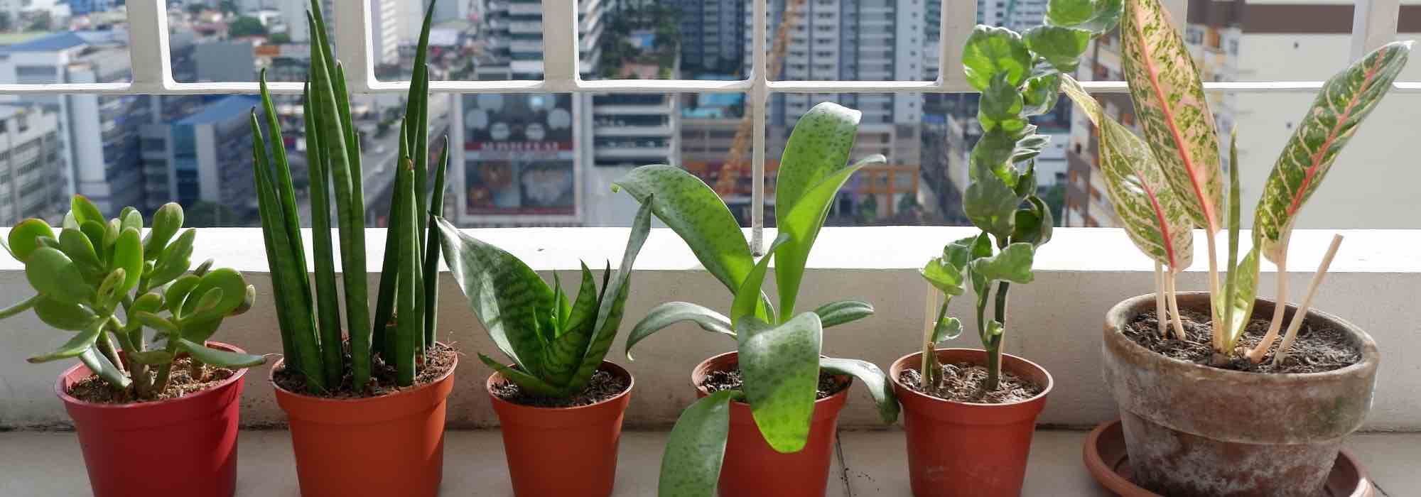 Plantas de interior: como reparar os danos do verão?