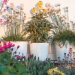 5 plantas mediterrânicas para florir uma varanda
