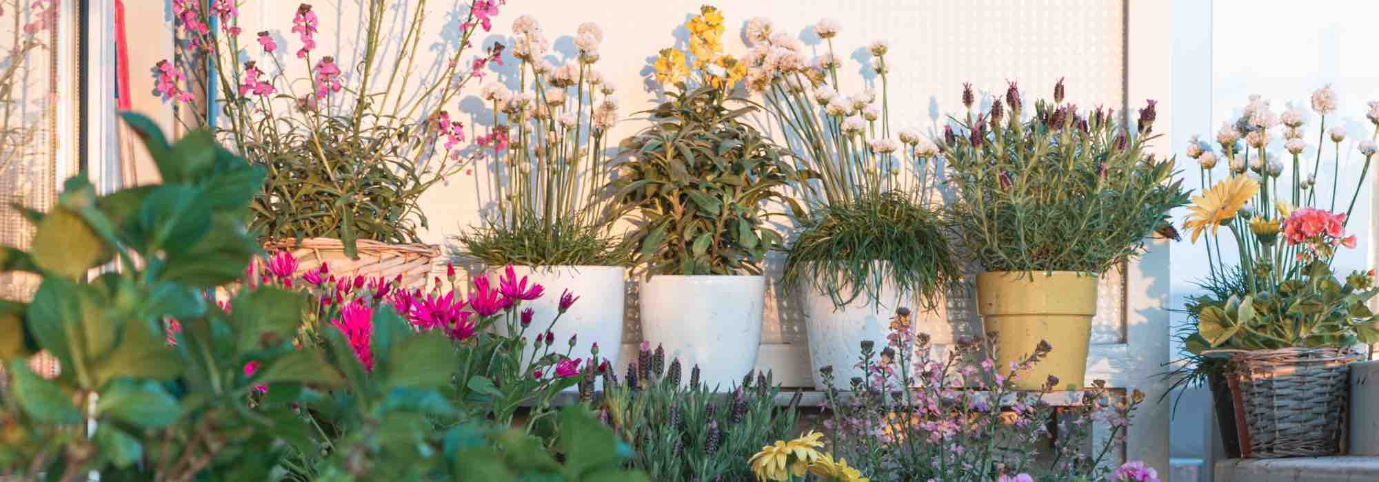 5 plantas mediterrânicas para florir uma varanda