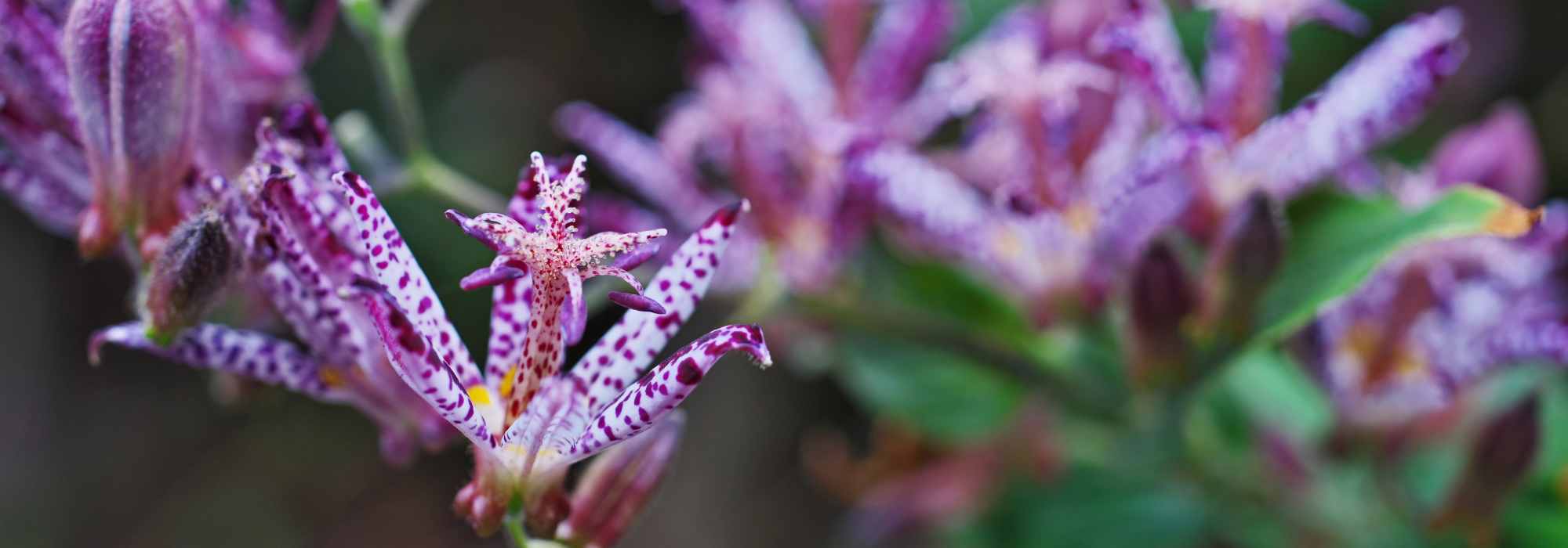Plantas exóticas para a sombra