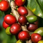5 plantas medicinais contra a fadiga