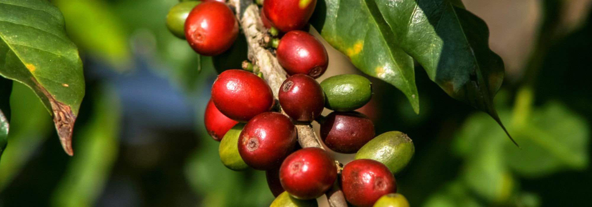 5 plantas medicinais contra a fadiga