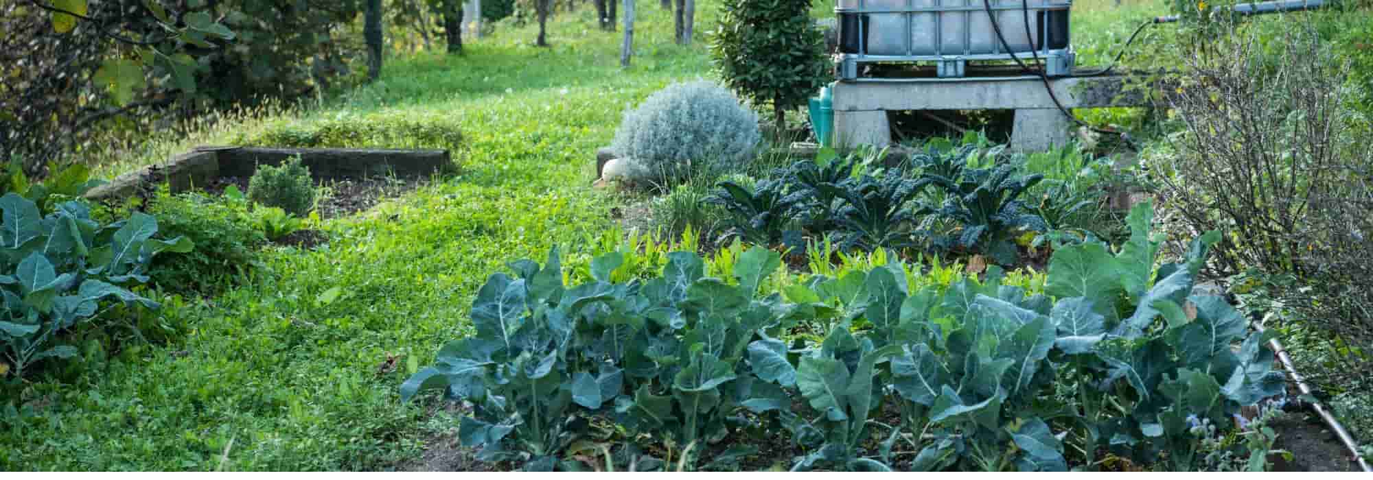 Os legumes a semear e plantar no outono