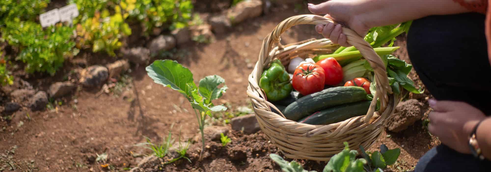 Horta anti-inflação: como cultivar os seus alimentos face ao aumento dos preços?