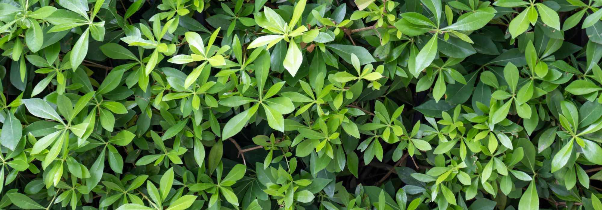 Cultivar Pseudopanax em vaso