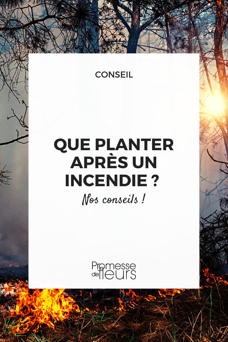 voltar a plantar num solo queimado