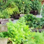 Ideias para reutilizar e poupar na horta