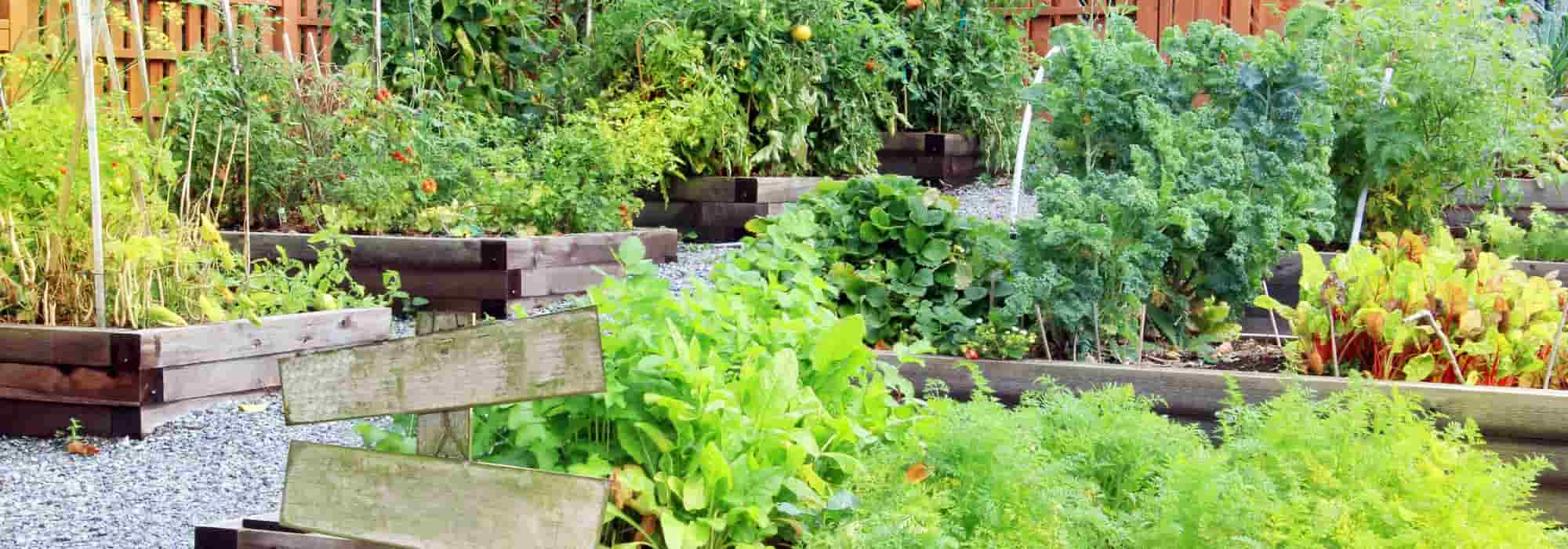 Ideias para reutilizar e poupar na horta