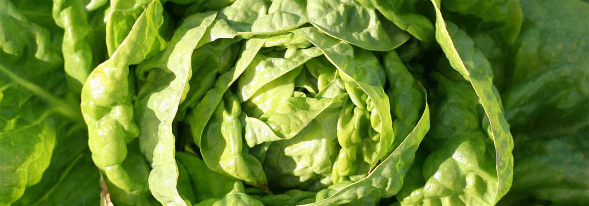 Ser autossuficiente em saladas durante todo o ano