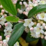 7 viburnos para jardins pequenos ou cultivo em vaso