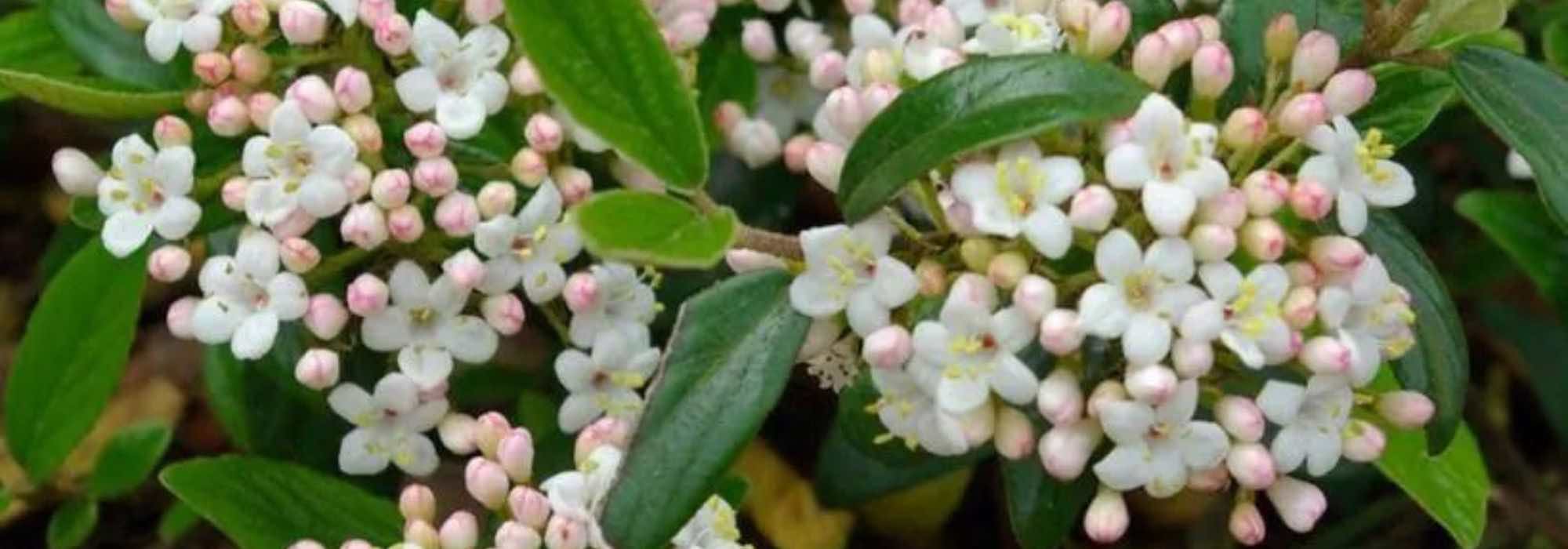 7 viburnos para jardins pequenos ou cultivo em vaso