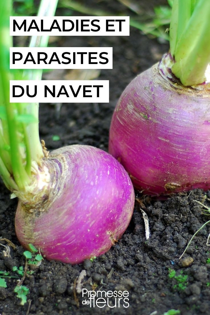 Tratar e prevenir naturalmente as doenças e pragas do nabo