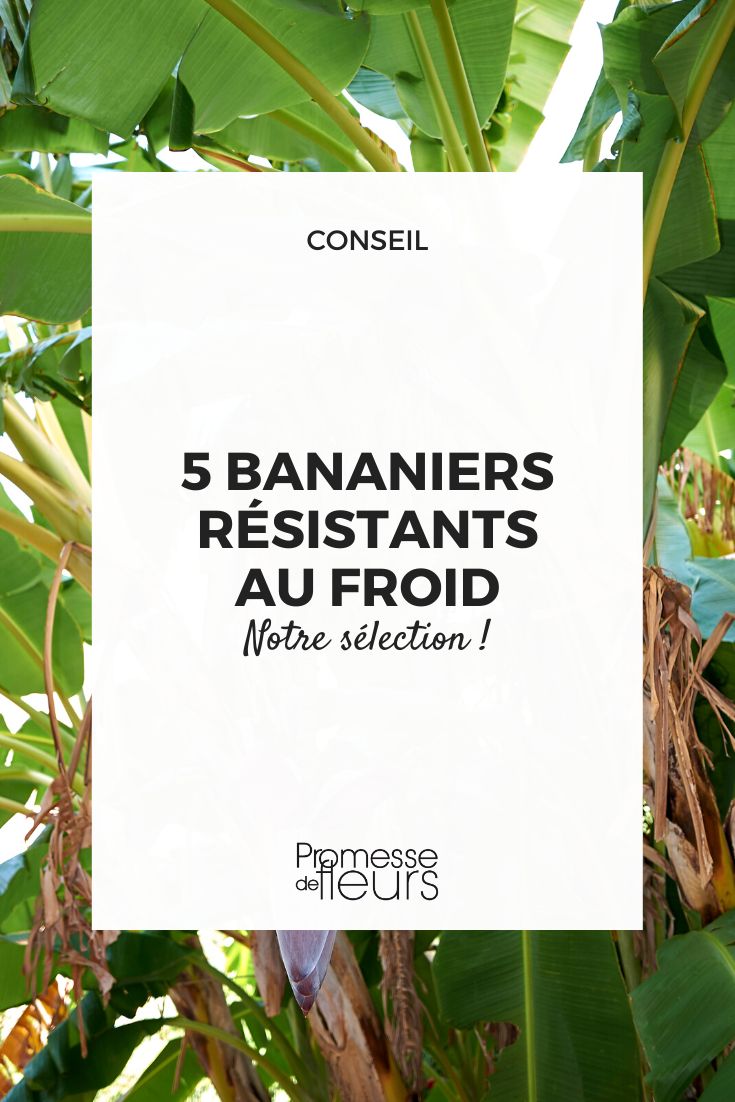 bananeiras rústicas