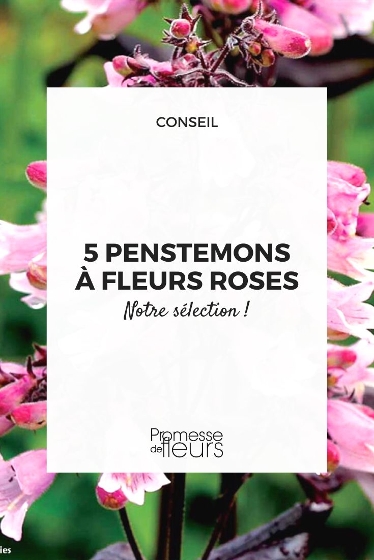 penstémon cor-de-rosa