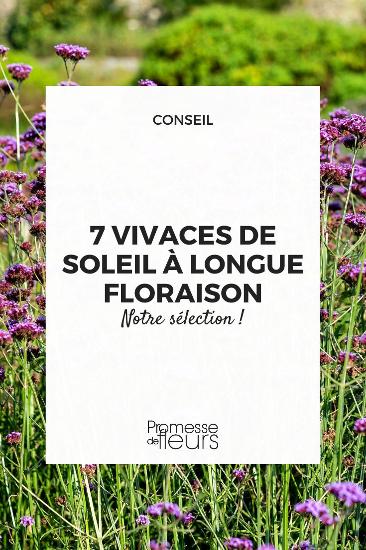 Plantas perenes floridas durante todo o verão ao sol
