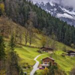 Árvores de montanha: 6 espécies a adotar!
