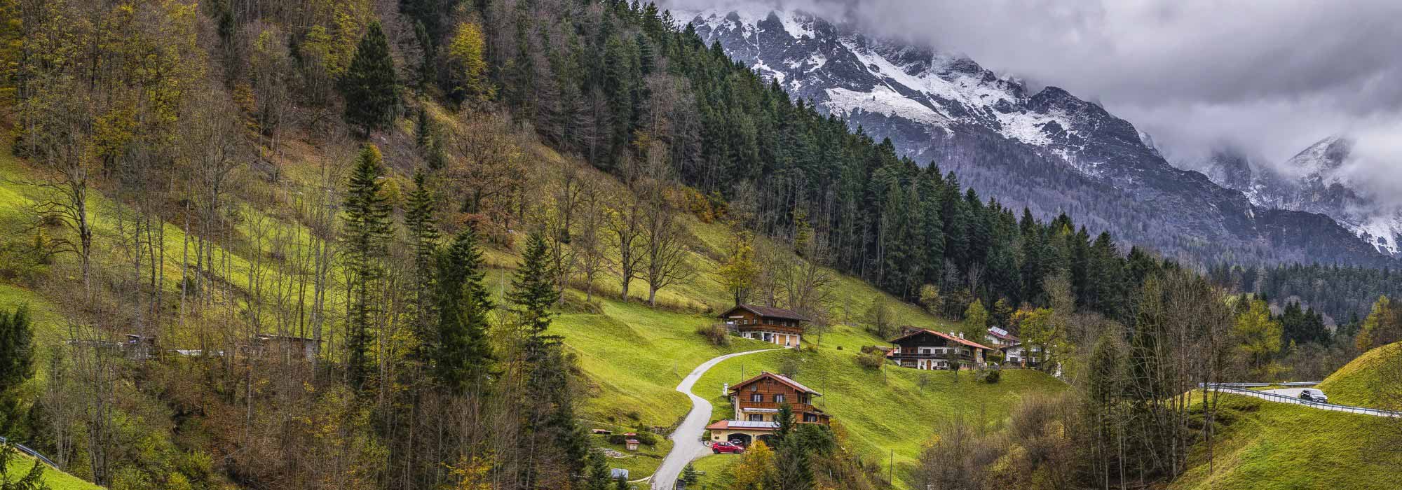 Árvores de montanha: 6 espécies a adotar!