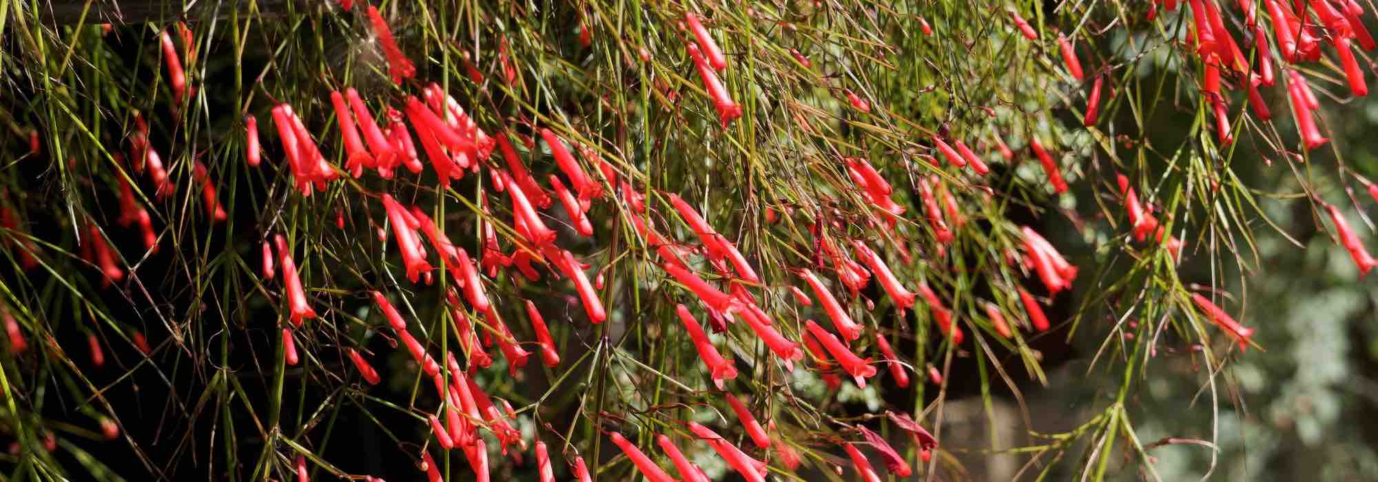 Como combinar a flor-de-coral?