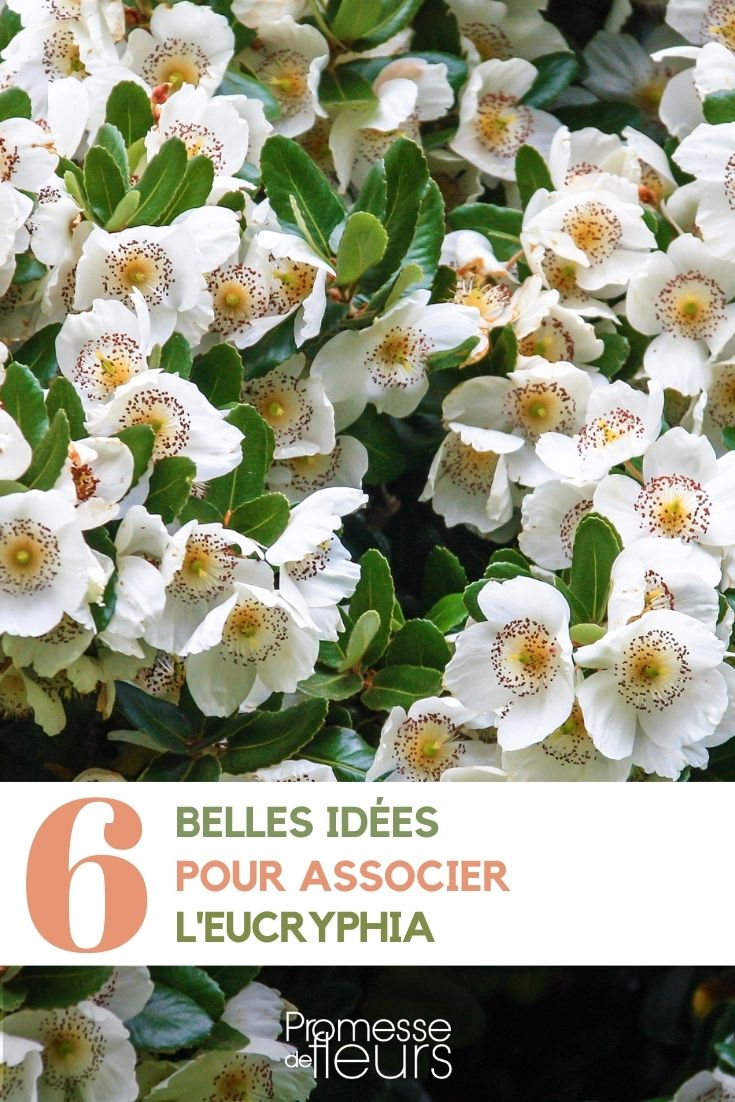 Ideias para combinar a Eucryphia no jardim