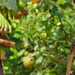 Cultivar uma bananeira em plena terra