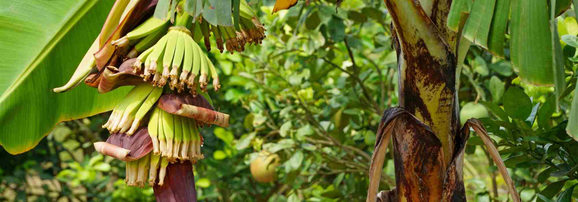 Cultivar uma bananeira em plena terra