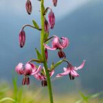 Flores de montanha: 7 bolbos a cultivar no jardim