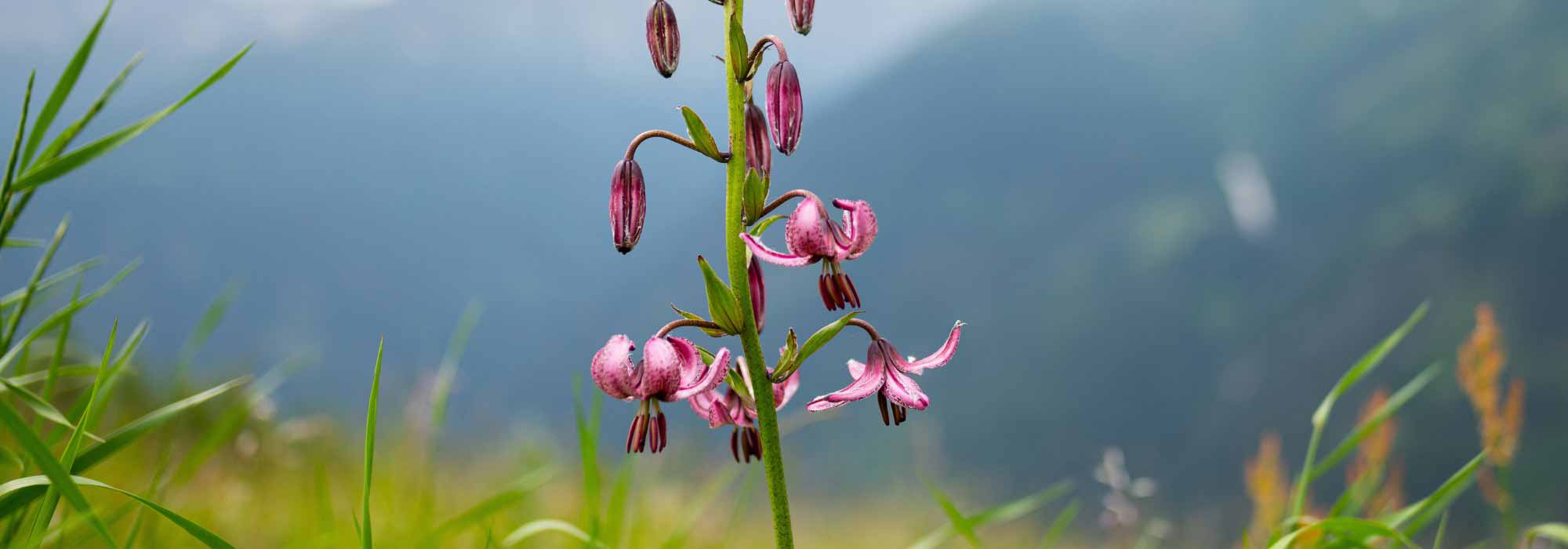 Flores de montanha: 7 bolbos a cultivar no jardim