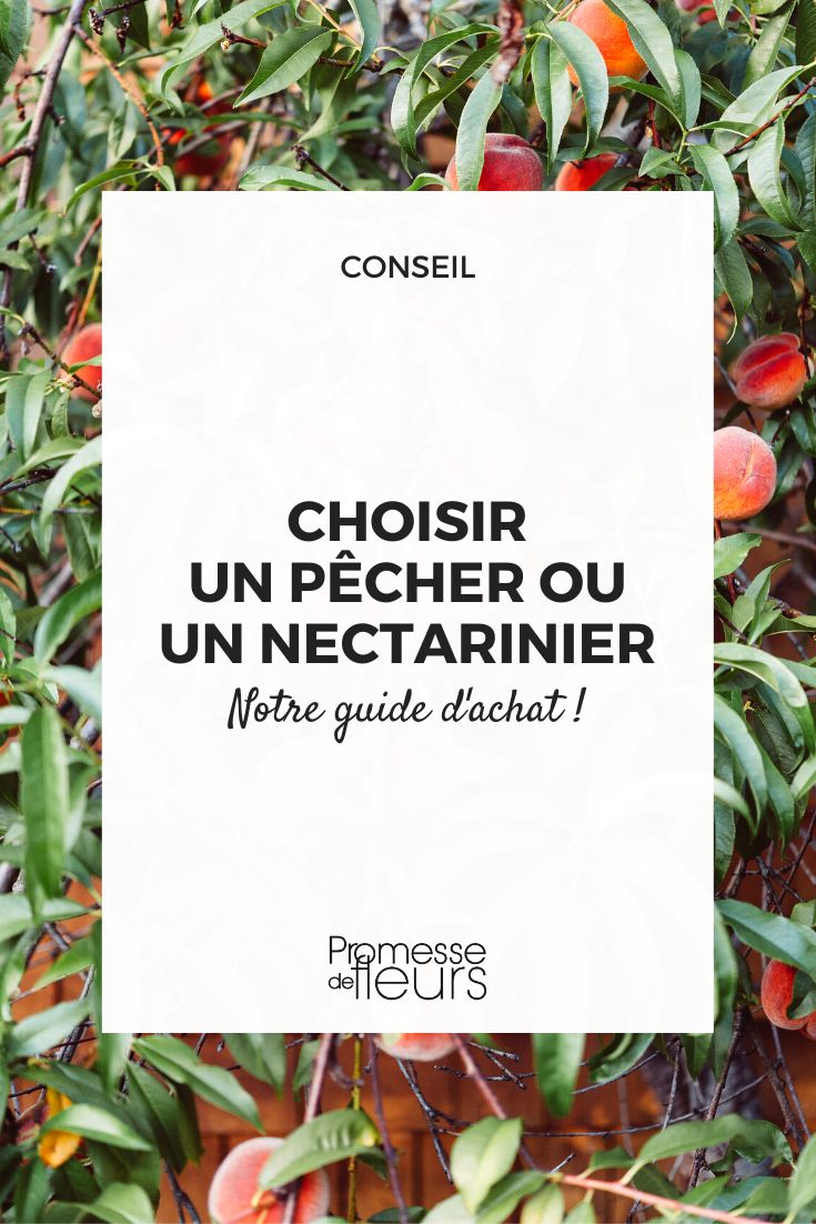 guia de compra de pessegueiro ou nectarineira