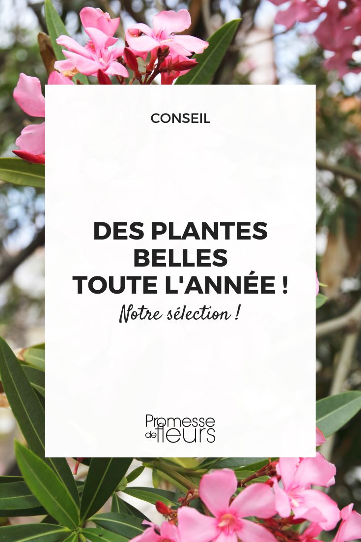 Plantas bonitas nas quatro estações