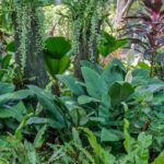 Como criar um ambiente tropical num jardim pequeno?