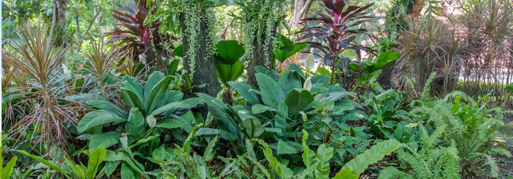 Como criar um ambiente tropical num jardim pequeno?