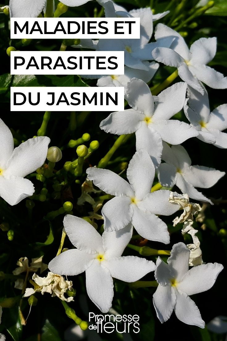 jasmim-dos-poetas