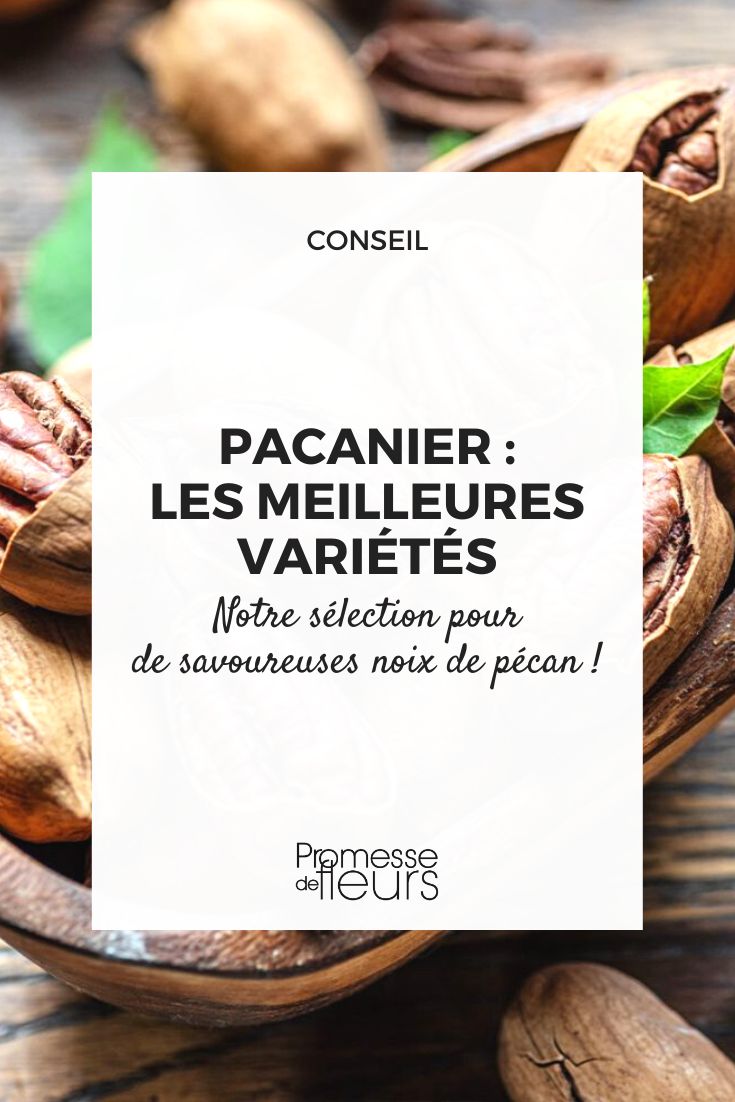escolher uma variedade de noz-pecã