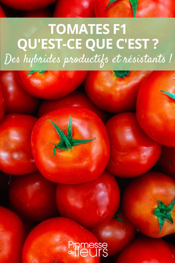 tomates híbridos F1