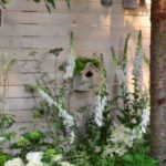 Que arbustos plantar junto a um muro ou murete?