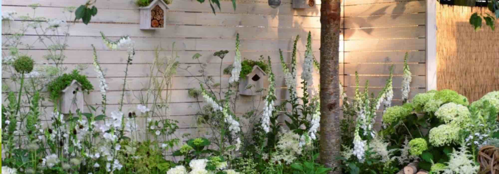 Que arbustos plantar junto a um muro ou murete?
