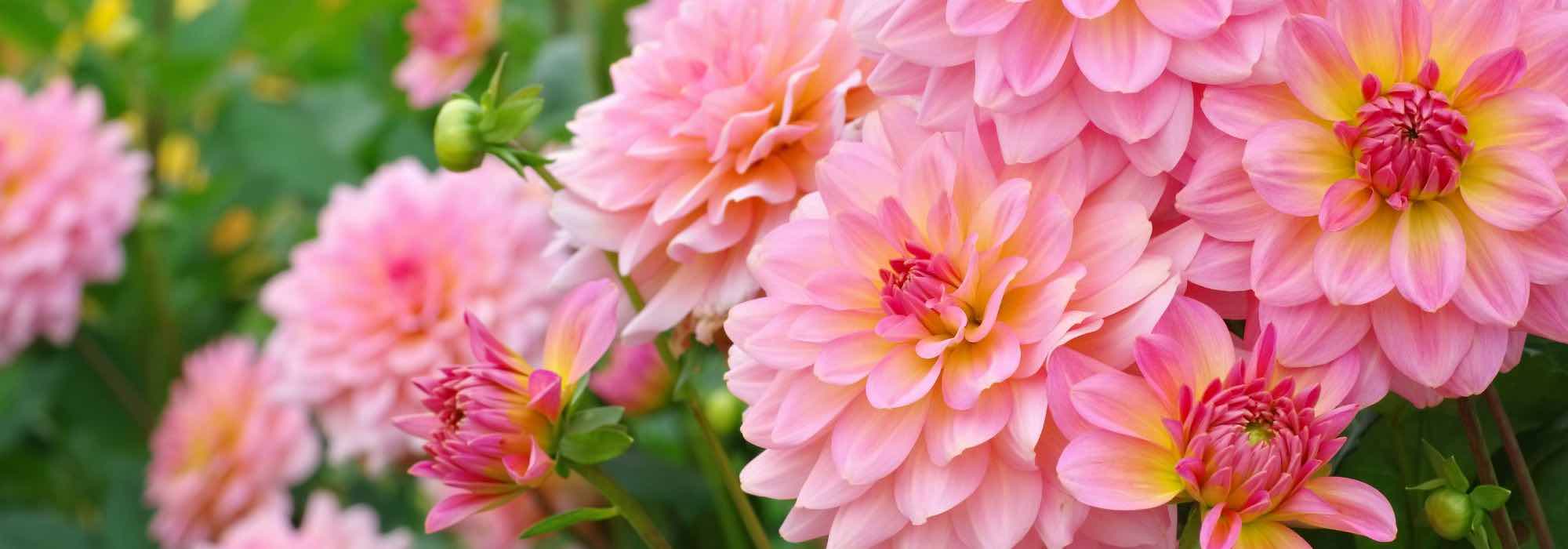 Cultivar bolbos de verão em vaso