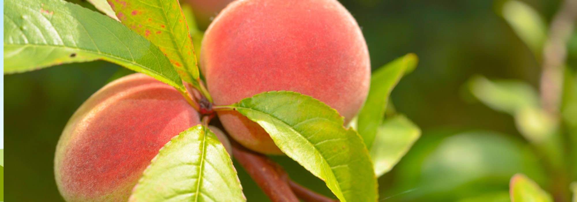 Como escolher um pessegueiro ou uma nectarineira?