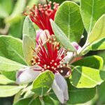 Escolher uma goiabeira-do-Brasil ou feijoa